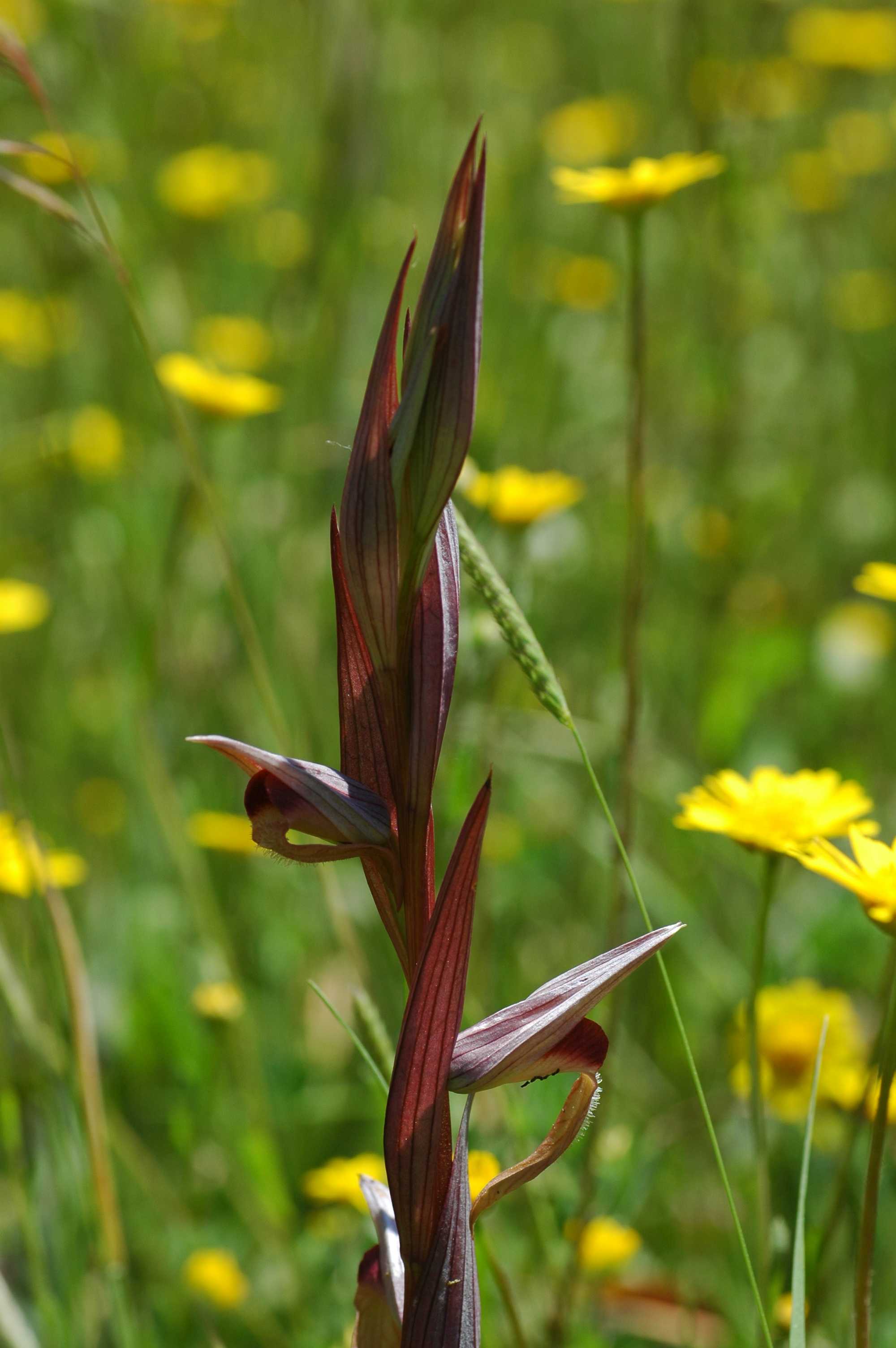 Le orchidee selvatiche spontanee di Ostia: la Serapias vomeracea e la Serapias lingua